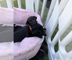 Small Photo #58 Cane Corso Puppy For Sale in LIVERMORE, CA, USA