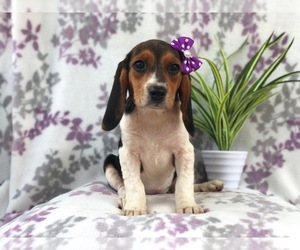 Medium Beagle