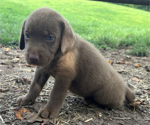 Labrador Retriever Puppy for sale in RUTHERFORDTON, NC, USA
