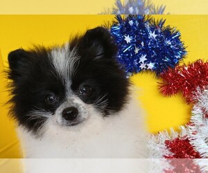 Pomeranian Puppy for sale in INOLA, OK, USA
