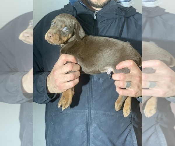 Medium Photo #14 Doberman Pinscher Puppy For Sale in BARNETT, MO, USA