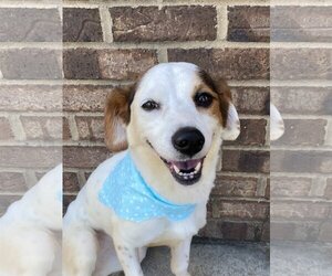 Beagle-Pointer Mix Dogs for adoption in Winder, GA, USA