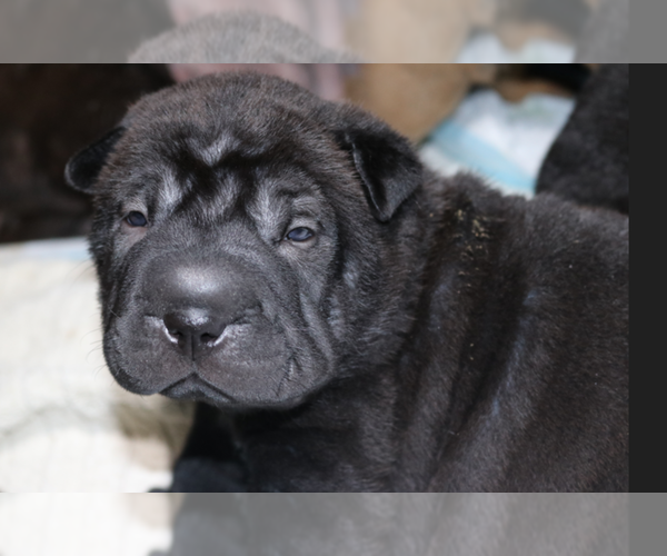 Medium Photo #3 Chinese Shar-Pei Puppy For Sale in MOHAVE VALLEY, AZ, USA