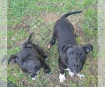 Small Photo #5 Staffordshire Bull Terrier Puppy For Sale in HOUSTON, TX, USA