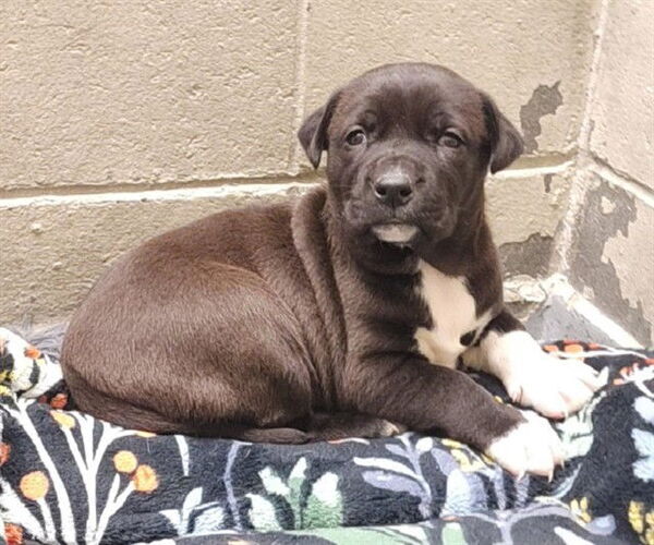 Medium Photo #1 Mastiff-Unknown Mix Puppy For Sale in Anchorage, AK, USA