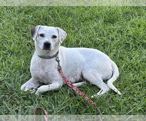 Labrador Retriever-Unknown Mix Dogs for adoption in Raleigh, NC, USA