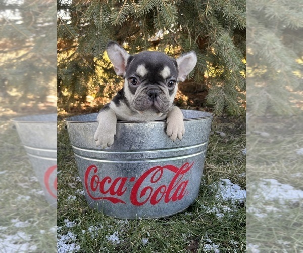 Medium Photo #3 French Bulldog Puppy For Sale in MIDDLEBURY, IN, USA