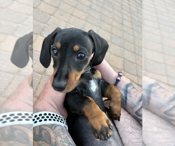 Medium Photo #1 Dachshund Puppy For Sale in HATBORO, PA, USA