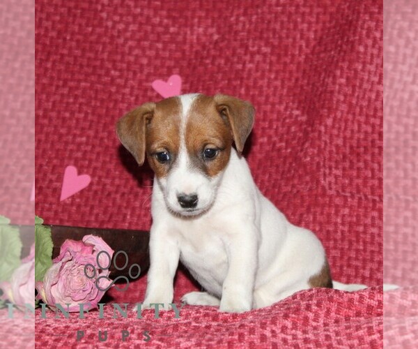 Medium Photo #4 Jack Russell Terrier Puppy For Sale in KIRKWOOD, PA, USA