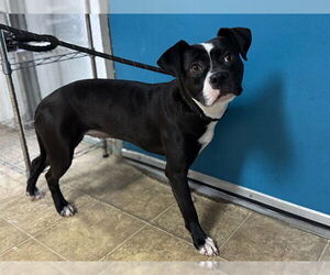 American Staffordshire Terrier-Unknown Mix Dogs for adoption in Raleigh, NC, USA