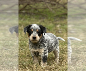 Australian Cattle Dog-Black Mouth Cur Mix Puppy for sale in BELLMEAD, TX, USA