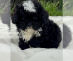 Small #1 Poodle (Toy)