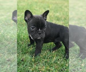 French Bulldog Puppy for sale in BOSTON, MA, USA