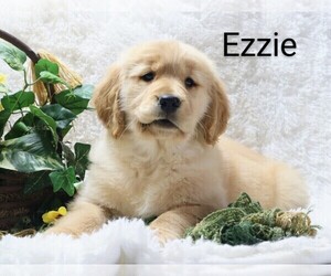 Golden Retriever Puppy for Sale in LOYAL, Wisconsin USA