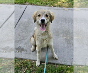 Medium Spaniel Mix