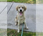 Small Spaniel Mix
