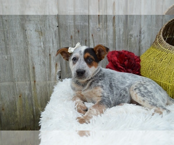 Medium Photo #5 Australian Cattle Dog Puppy For Sale in HONEY BROOK, PA, USA