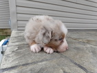Small Photo #8 Australian Shepherd Puppy For Sale in ADAIRO, OH, USA