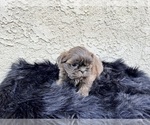 Small Photo #23 Shih Tzu Puppy For Sale in HAYWARD, CA, USA