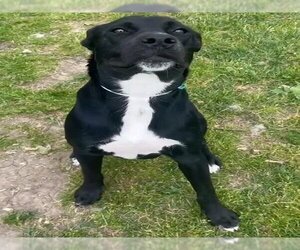 Labrador Retriever-Unknown Mix Dogs for adoption in Riverside, CA, USA