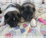 Small Photo #4 Akita Puppy For Sale in CROSWELL, MI, USA
