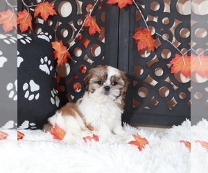 Shih Tzu Puppy for Sale in MOUNT VERNON, Ohio USA