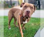 Small American Pit Bull Terrier