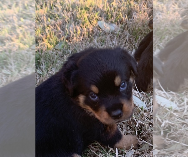 Full screen Photo #2 Rottweiler Puppy For Sale in FORT WORTH, TX, USA
