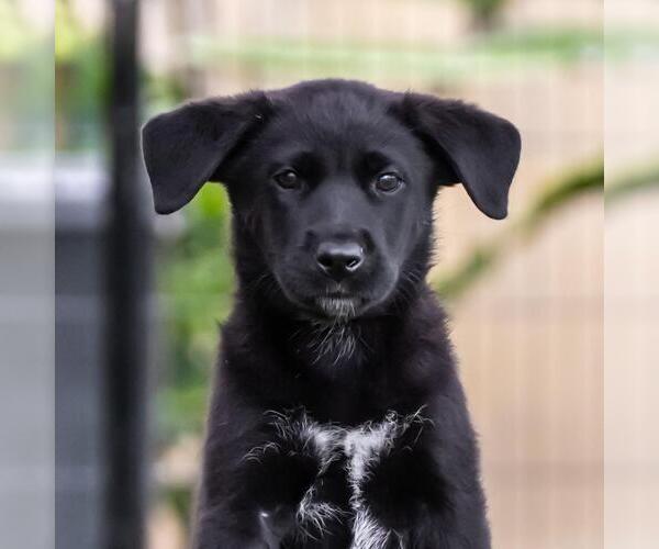 Medium Photo #4 Labrador Retriever-Unknown Mix Puppy For Sale in San Diego, CA, USA