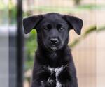 Small #3 Labrador Retriever Mix