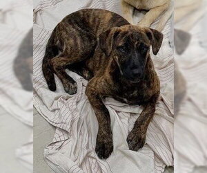 Labrador Retriever-Unknown Mix Dogs for adoption in Sanford, FL, USA