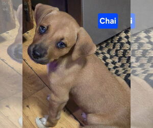 Labsky Dogs for adoption in Alexander, AR, USA