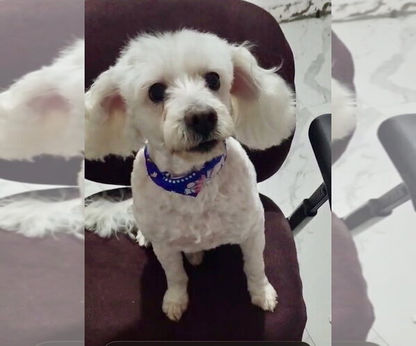 Medium Photo #4 Poodle (Miniature) Puppy For Sale in San Diego, CA, USA