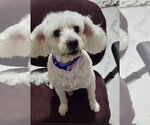 Small #3 Poodle (Miniature)