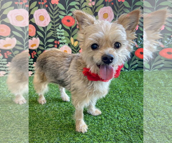 Medium Photo #1 Mutt Puppy For Sale in Corona, CA, USA