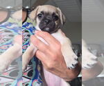 Small Pug Mix