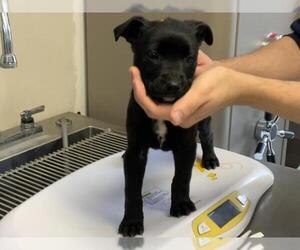 Border Collie-Texas Heeler Mix Dogs for adoption in Visalia, CA, USA