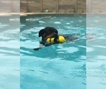 Small #1 Rottweiler