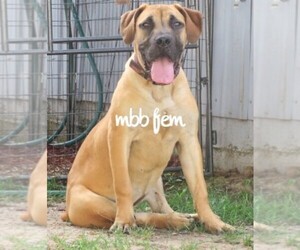 Boerboel Puppy for sale in CROWN POINT, IN, USA