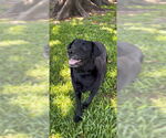 Small #7 Labrador Retriever