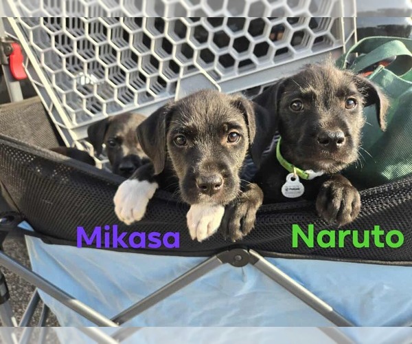 Medium Photo #4 Mutt Puppy For Sale in Minneapolis, MN, USA