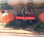 Small Photo #1 Dachshund Puppy For Sale in SANTA CLARITA, CA, USA