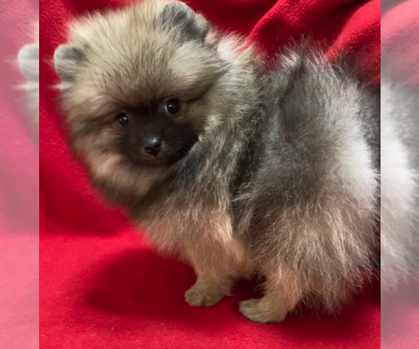 Medium Photo #1 Pomeranian Puppy For Sale in DENVER, CO, USA