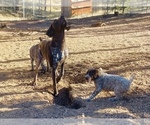 Small Photo #18 German Shorthaired Pointer Puppy For Sale in WOODLAND PARK, CO, USA