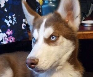 Siberian Husky Puppy for sale in CABOOL, MO, USA