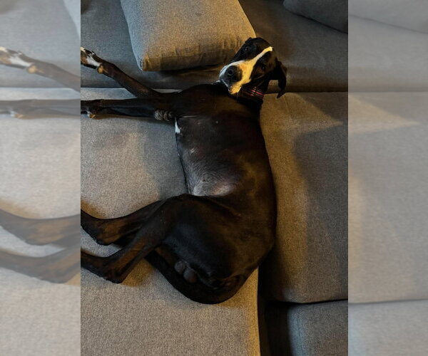 Medium Photo #6 Great Dane Puppy For Sale in Bullard, TX, USA