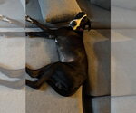 Small Photo #6 Great Dane Puppy For Sale in Bullard, TX, USA