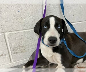 Mutt Dogs for adoption in San Bernardino, CA, USA