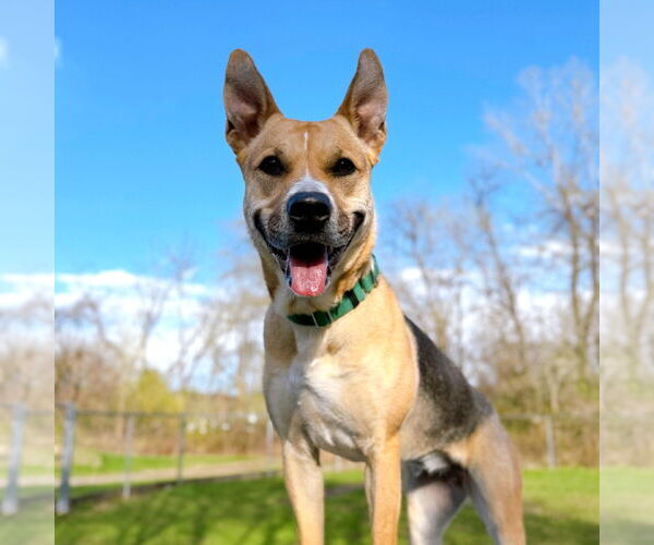 Medium Photo #2 Mutt Puppy For Sale in Boonton, NJ, USA