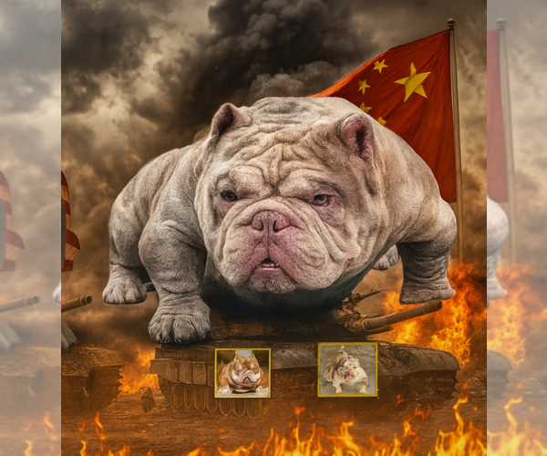 Medium Photo #1 American Bully Puppy For Sale in CITRUS HILLS, FL, USA